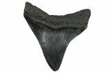 Serrated Posterior Juvenile Megalodon Tooth - South Carolina #332198-1
